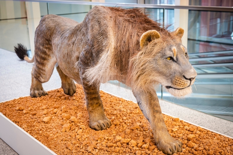 Cave Lions | Alamy Stock Photo by agefotostock /Tolo Balaguer