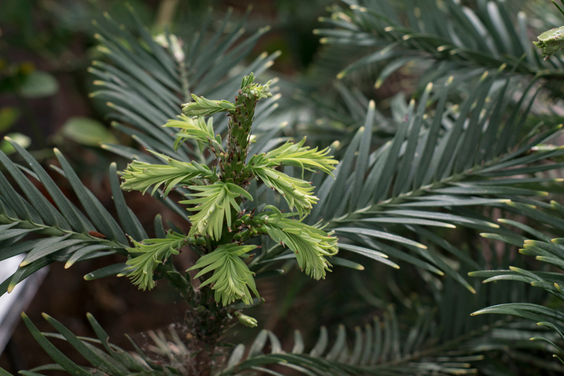 Living Fossil | Shutterstock