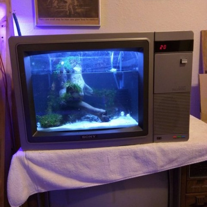 Watching the Fish | Imgur.com/block5178