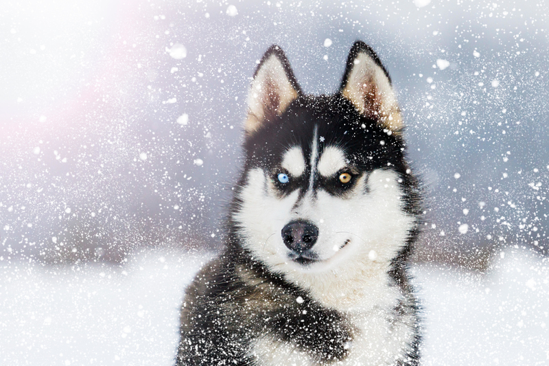 Siberian Husky: $5,000 | Alamy Stock Photo by Kostya Pazyuk 