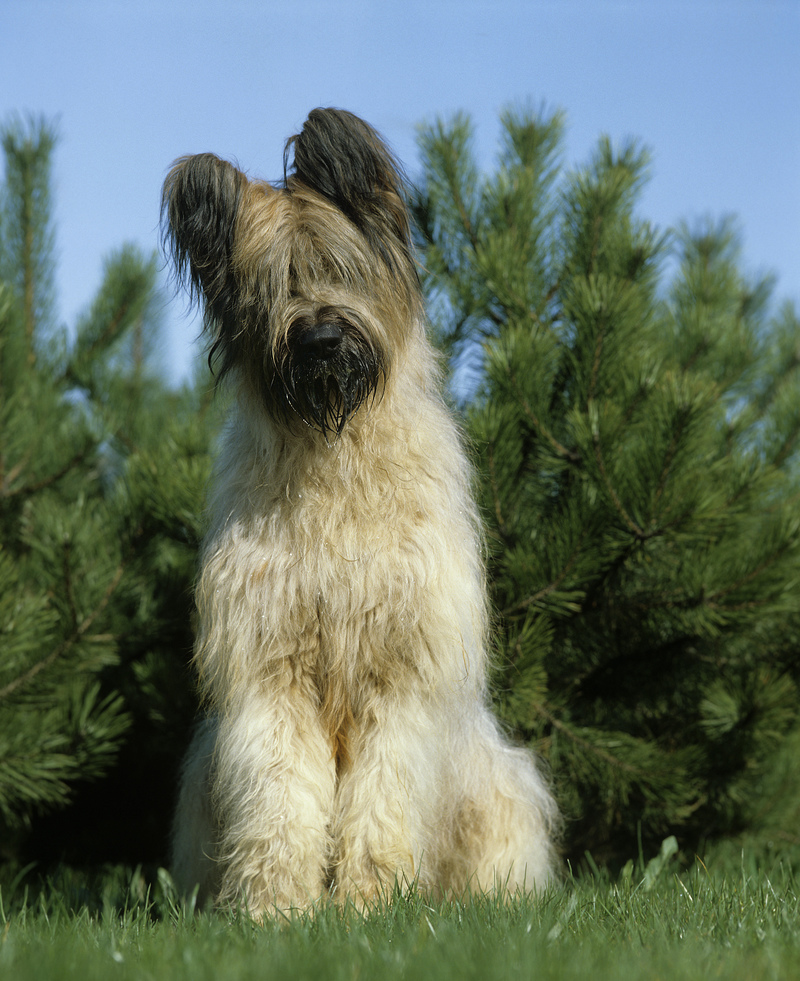 Briard: $1,200 | Alamy Stock Photo by Arco/G. Lacz/Imagebroker