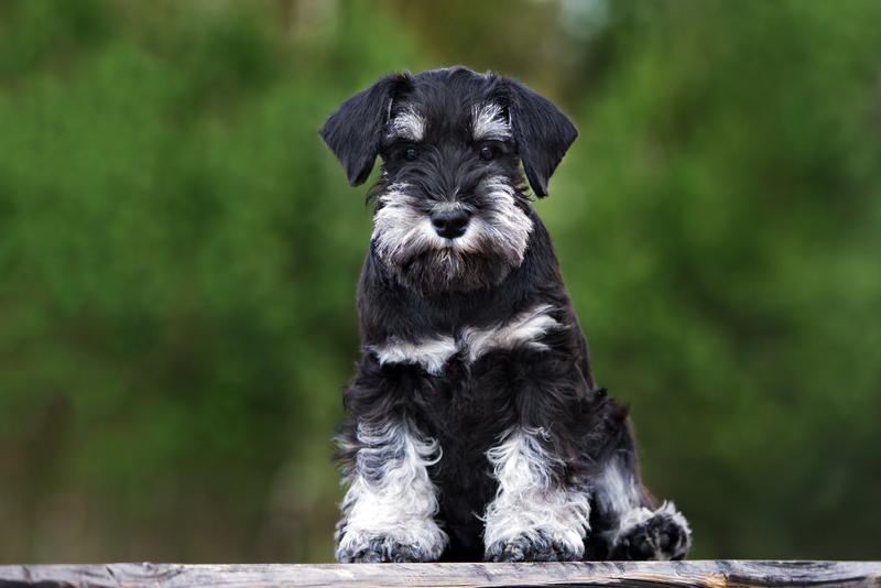 Miniature Schnauzer: $5,000 | otsphoto/Shutterstock