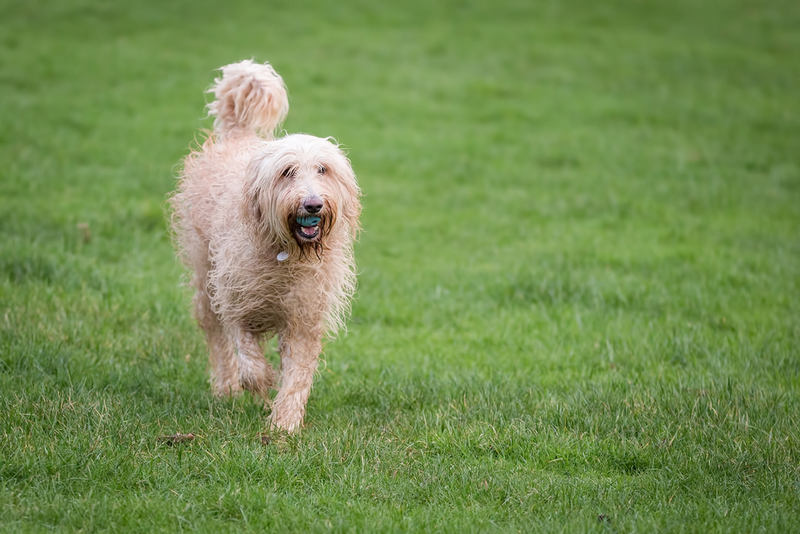 Labradoodle: $1,075 | Daz Stock/Shutterstock