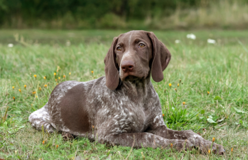 German Shorthaired Pointer: $1,500 | EvaHeaven2018/Shutterstock