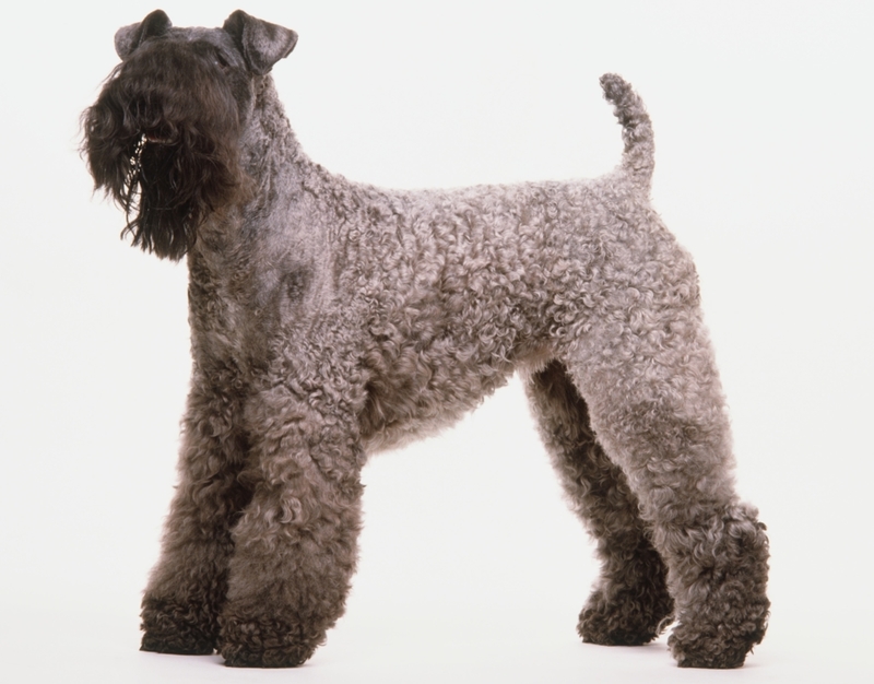 Kerry Blue Terrier: $1,100 | Alamy Stock Photo by Dorling Kindersley ltd