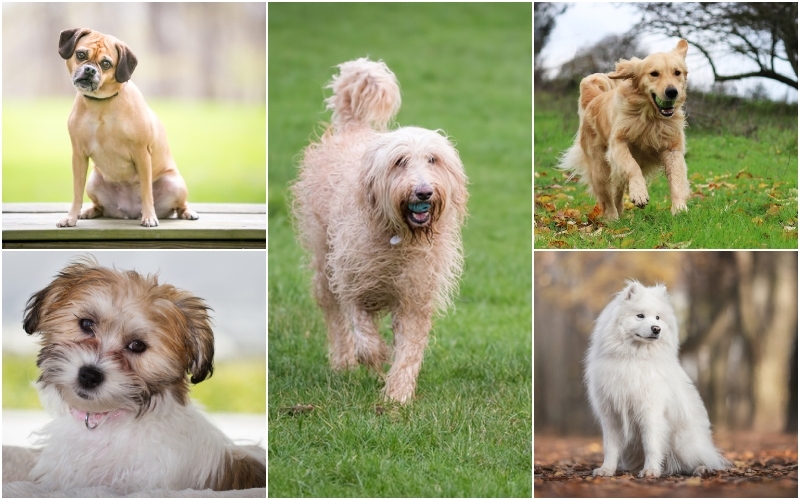 Big and Small, These Pups Fetch High Prices | Mary Swift/Shutterstock & CGH Photo/Shutterstock & Daz Stock/Shutterstock & Hollysdogs/Shutterstock & Liudmila Bohush/Shutterstock