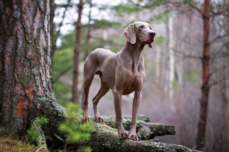 Weimaraner: $1,500 | DragoNika/Shutterstock