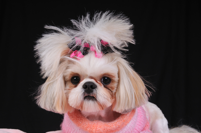 Shih Tzu: $3,000 | Anne Kitzman/Shutterstock