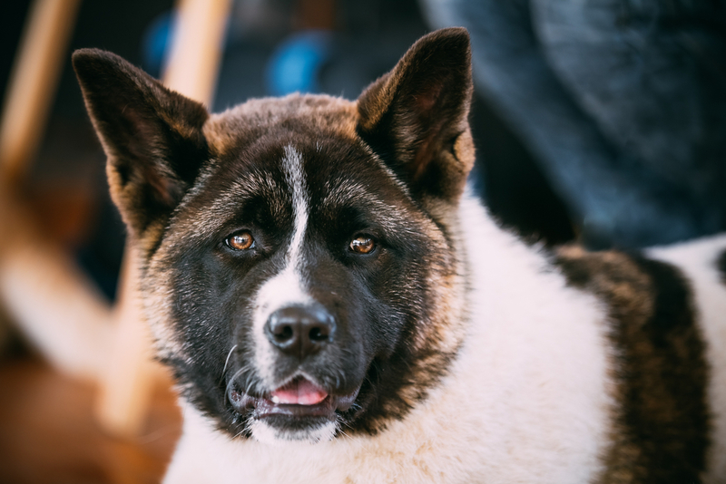 American Akita: $675 | George Trumpeter/Shutterstock