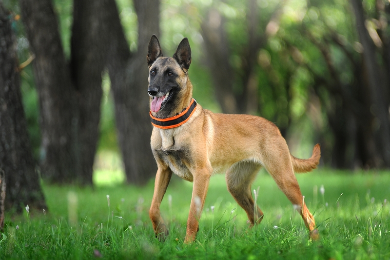 Belgian Malinois: $1,800 | Victoria Antonova/Shutterstock