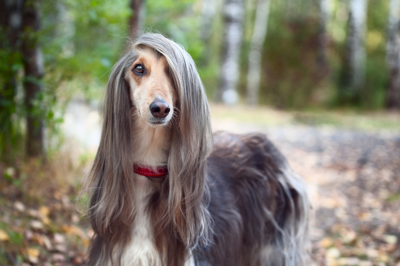 Afghan Hound: $7,000 | WildStrawberry/Shutterstock