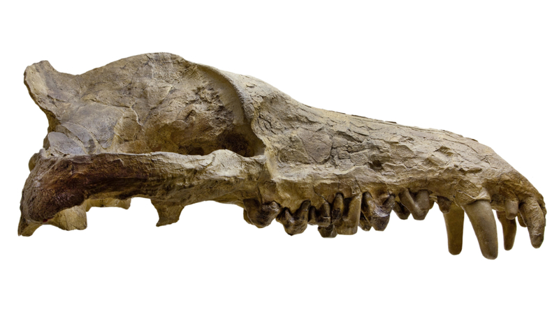 Andrewsarchus | Alamy Stock Photo