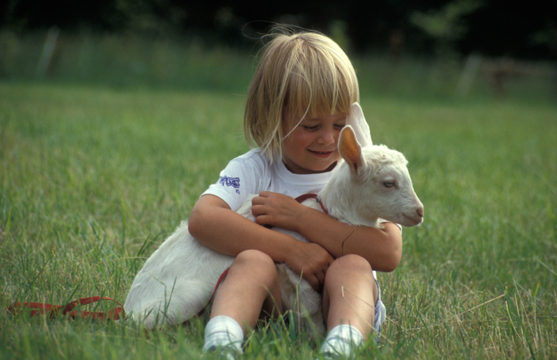 Tiny Goat, Tiny Hugs  | Alamy Stock Photo