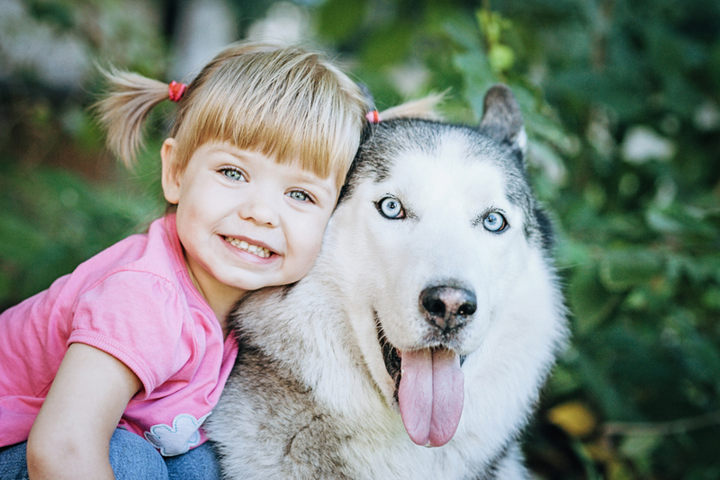 A Girl and Her Husky   | Shutterstock