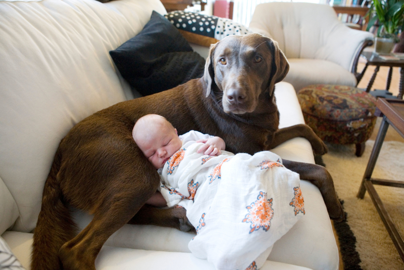 The Perfect Pillow | Alamy Stock Photo