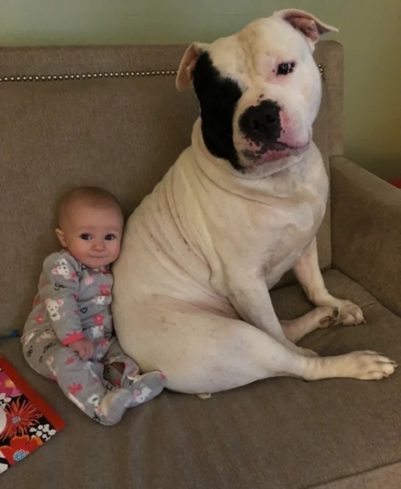 A Four-Legged Babysitter | Reddit.com/izzygray603