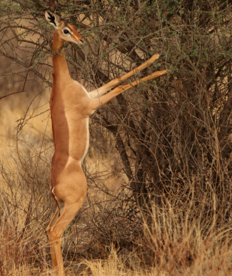 The Gerenuk | Alamy Stock Photo