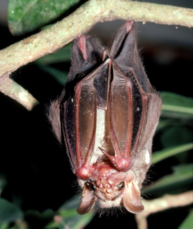 Wrinkle-Faced Bat | Alamy Stock Photo