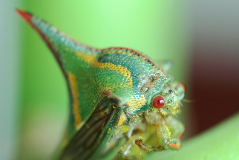 Umbonia Spinosa | Alamy Stock Photo