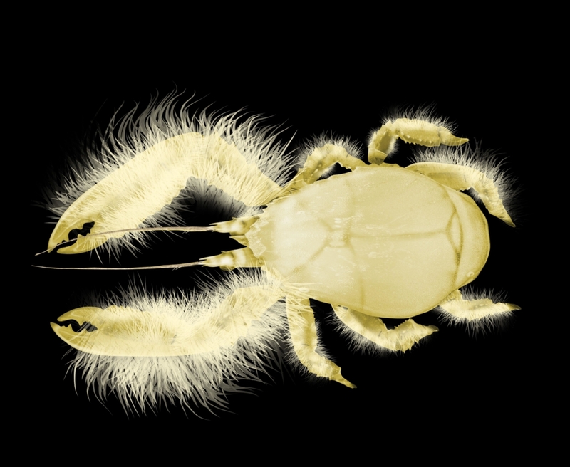 Yeti Crab | Alamy Stock Photo