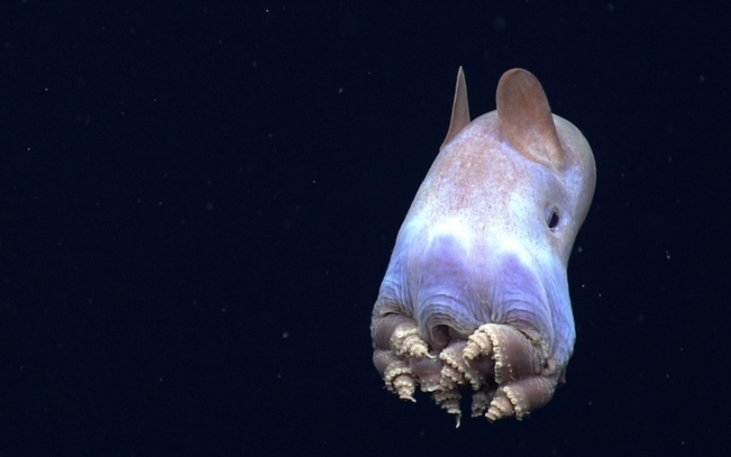 Dumbo Octopus | Alamy Stock Photo