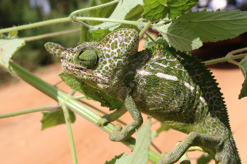 Labord's Chameleon | Shutterstock