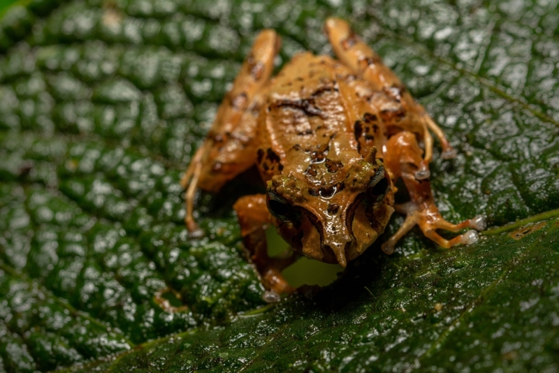 Spike-nosed Tree Frog | Alamy Stock Photo