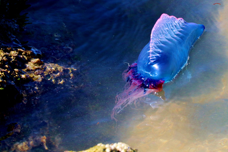 Portuguese Man O' War | Shutterstock