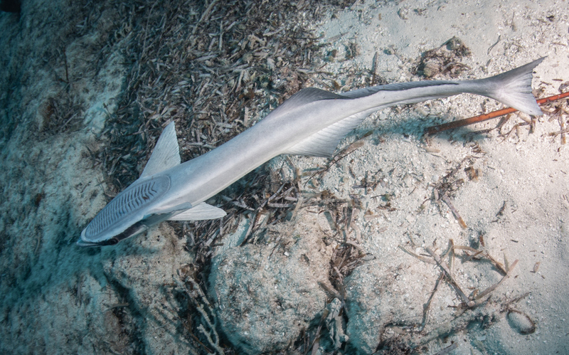 Remora | Shutterstock