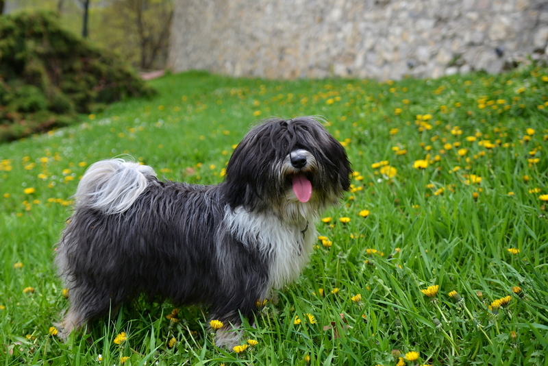 Tibetan Terrier | Shutterstock Photo by Aggata