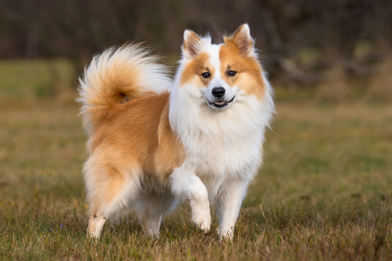 Icelandic Sheepdog | Shutterstock Photo by Bildagentur Zoonar GmbH