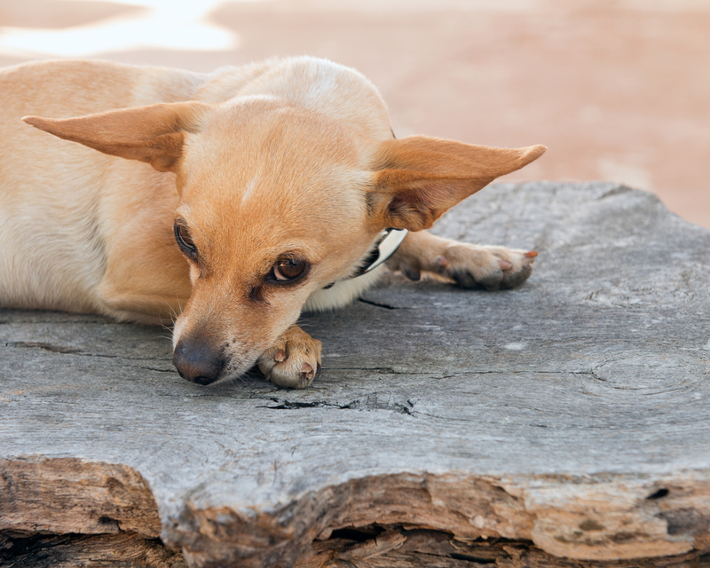  The Chiweenie | Shutterstock Photo by xradiophotog