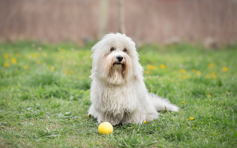 Coton de Tulear | Shutterstock Photo by Lunja