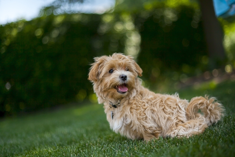 The Maltipoo | Shutterstock Photo by Michael Oleshko