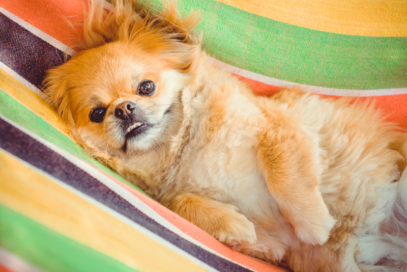 Pekingese | Shutterstock Photo by T.Den_Team