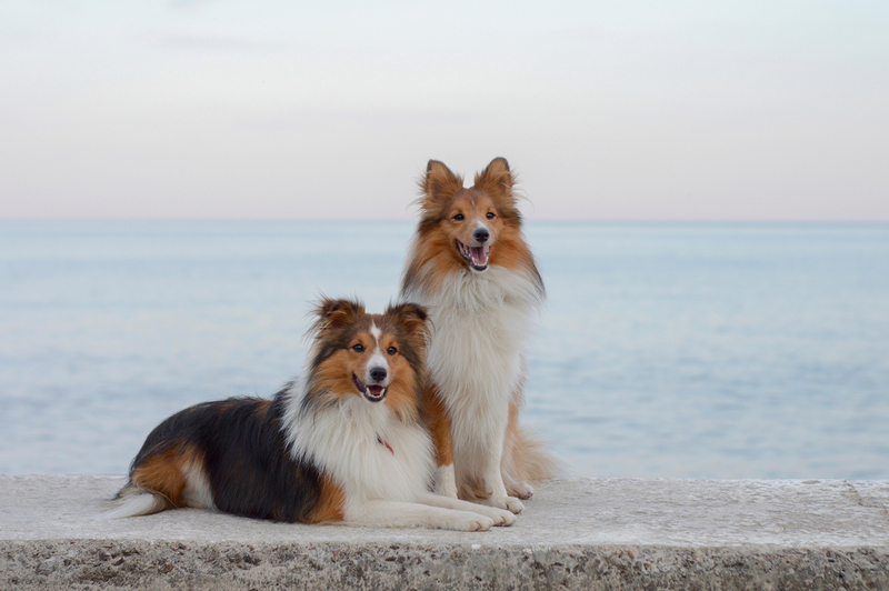 Shetland Sheepdog | Shutterstock Photo by Alexandra Kruspe