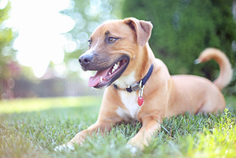 Mixed Breeds | Shutterstock Photo by N K