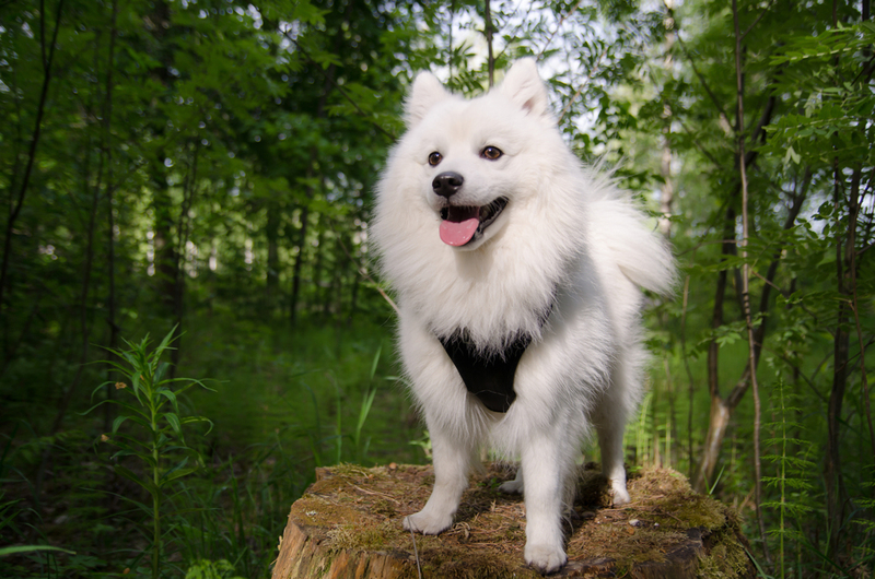 Japanese Spitz | Shutterstock Photo by joonasp