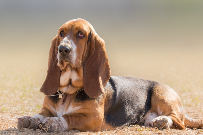 Basset Hound | Shutterstock Photo by Bill Anastasiou