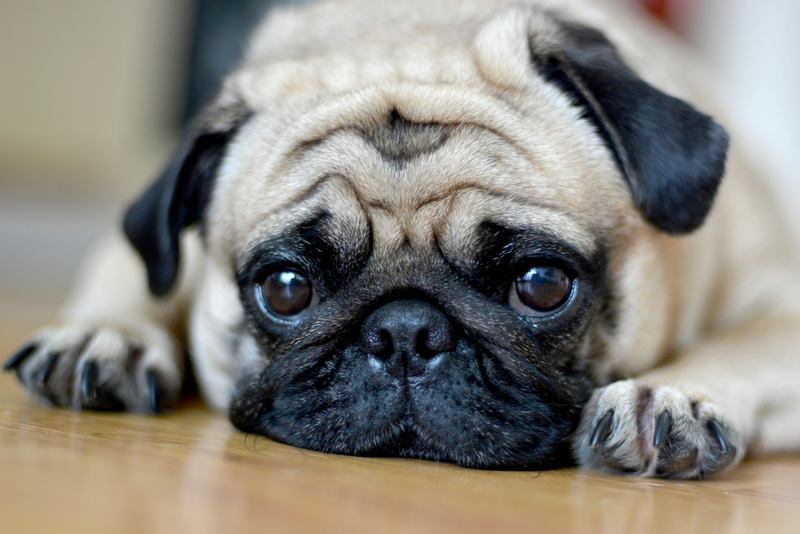 Pug | Shutterstock Photo by ponpimonsa_bibi