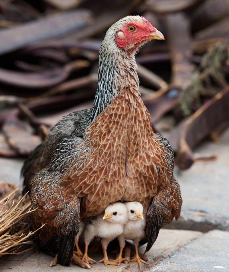 Constant Vigilance | Alamy Stock Photo by Tim Gainey