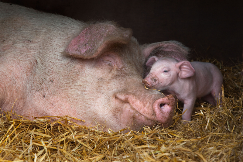 This Little Piggy | Alamy Stock Photo by Ernie Janes