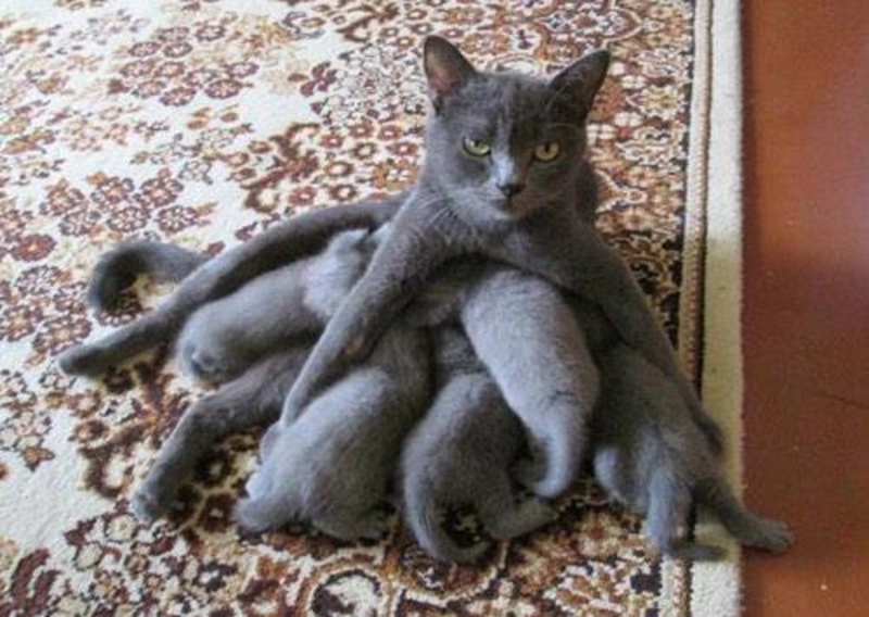 Motherhood | Imgur.com/683SId9