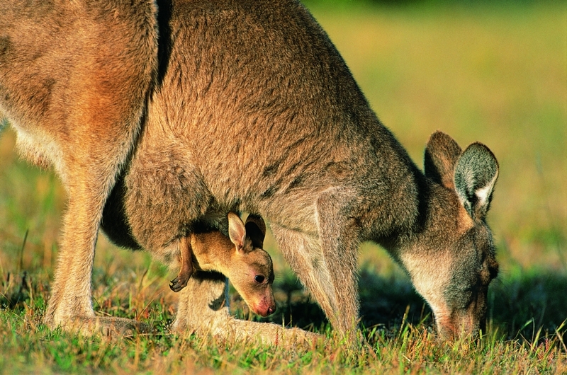 Can I Have Some of That? | Alamy Stock Photo by picsguru