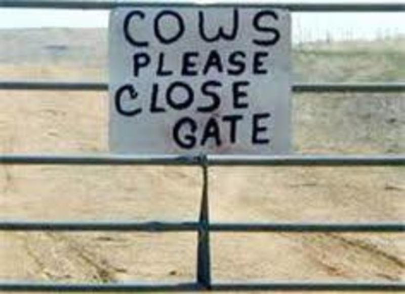 Intelligent Cows | Facebook/@TridentSigns