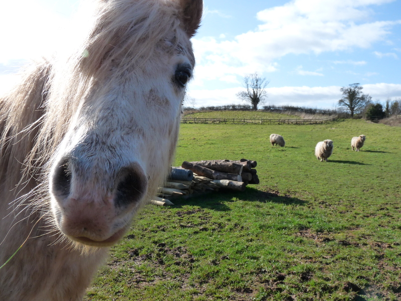 What the Horse? | Flickr Photo by Gordon Joly