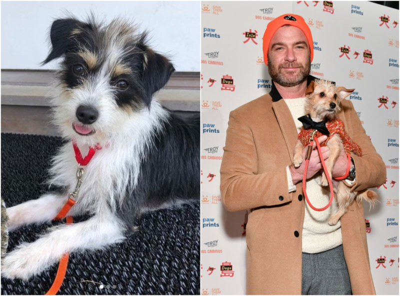 Liev Schreiber: Woody, Willow and Scout | Instagram/@lievschreiber & Getty Images Photo by Dia Dipasupil