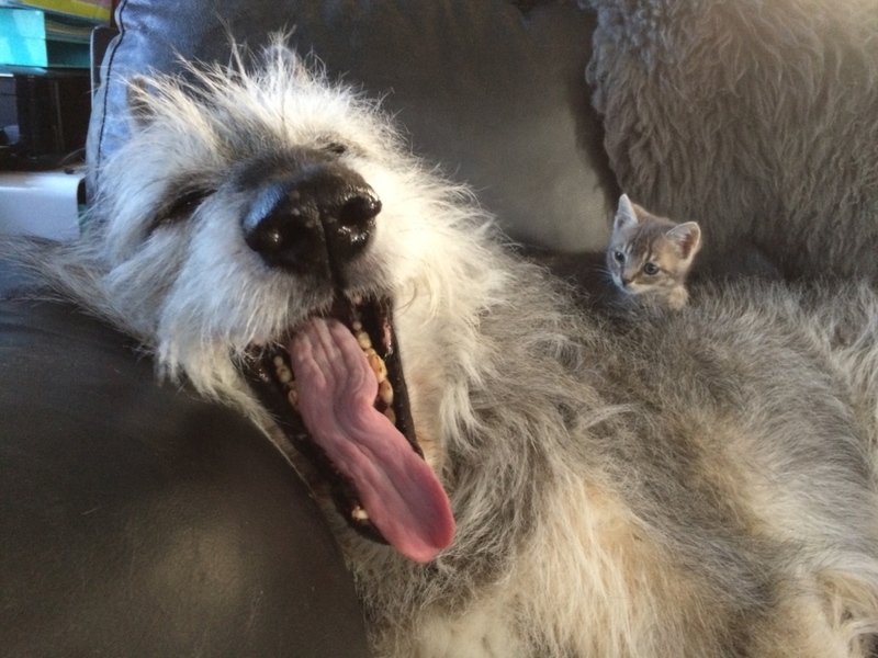 Tiny Kitty and Big Yawn | Reddit.com/storyofohno