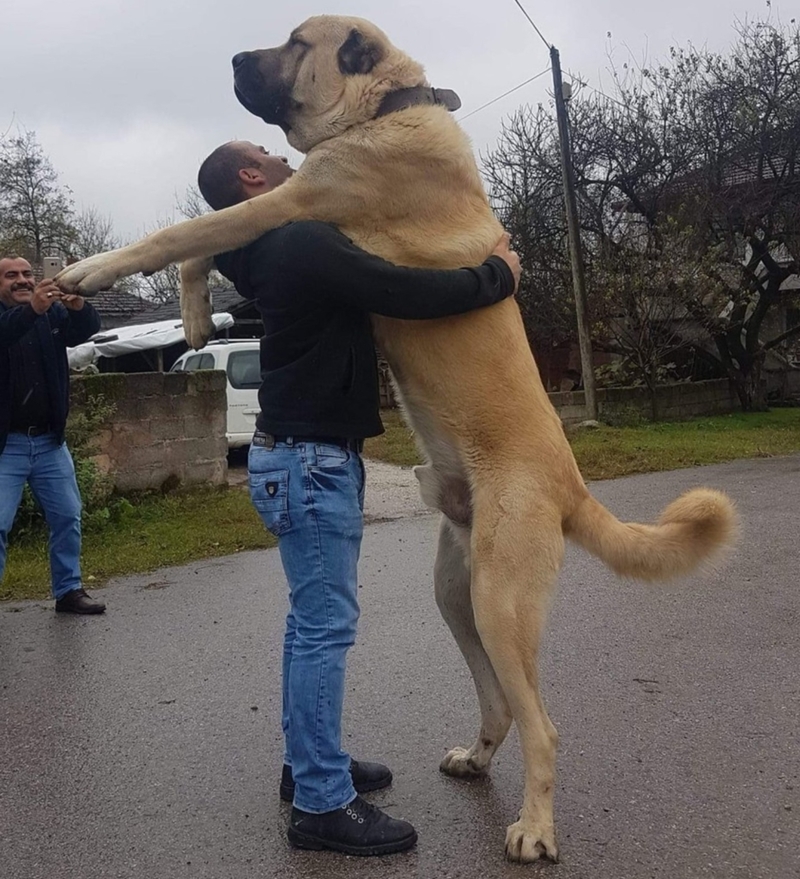 Big Doggo Big Huggo | Reddit.com/anonymsultan