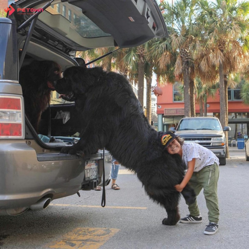 A Little Help Getting In | Instagram/@ralphie_the_newf_and_the_boss